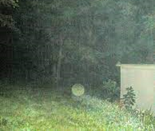 Real Orb UFO Pictures