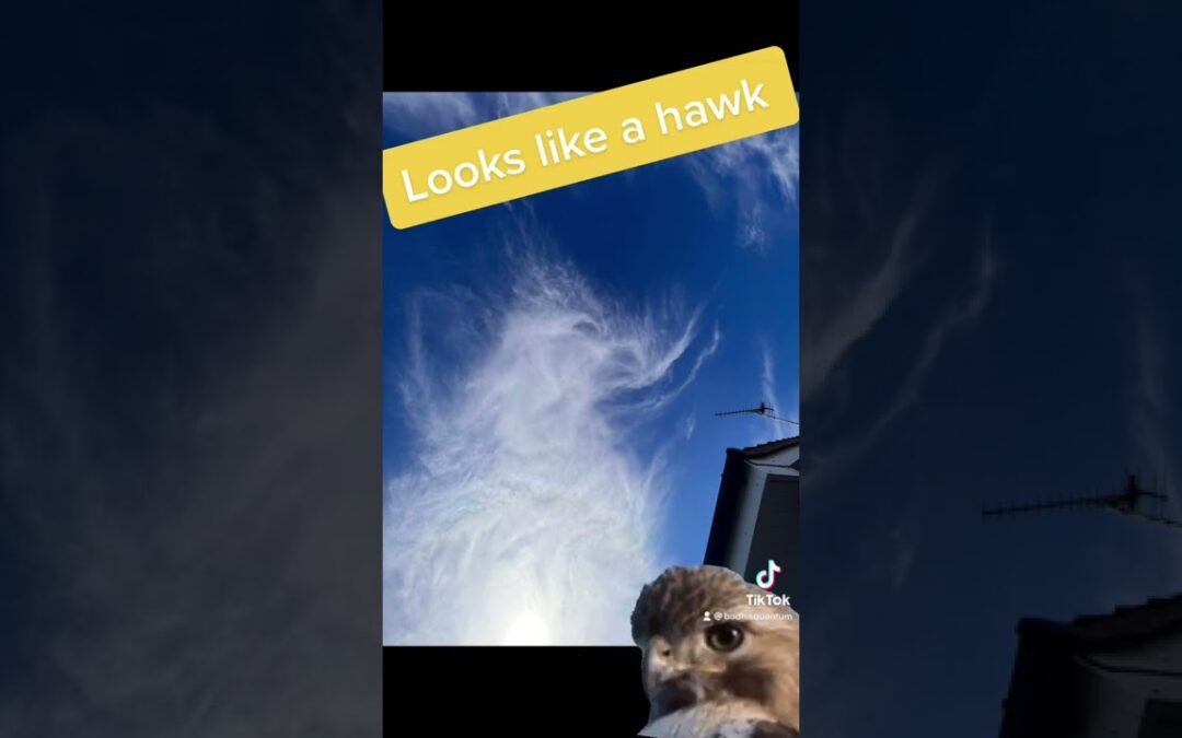 Sky pictures; Hawk #sky #awakening #ufo #et #lookup #clouds #picture