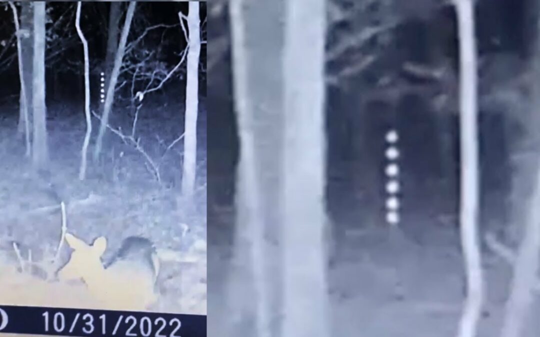 Vertical UAP Watches deer on cam, Arkansas 10-31-2023, UFO Sighting News.